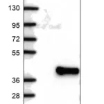 Merck Anti-IBA57 antibody produced in rabbit