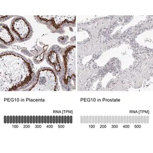 Merck Anti-PEG10 antibody produced in rabbit