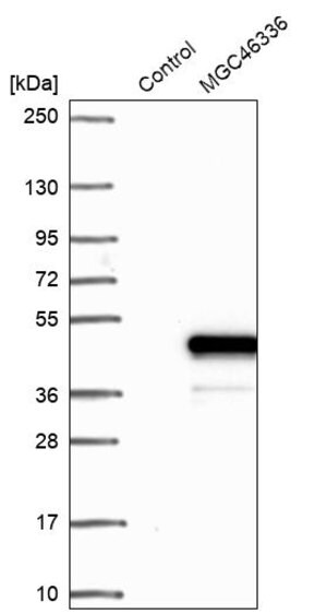 Merck Anti-ZNF843 antibody produced in rabbit