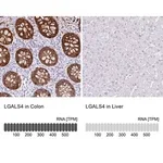 Merck Anti-LGALS4 antibody produced in rabbit