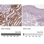 Merck Anti-ECI2 antibody produced in rabbit