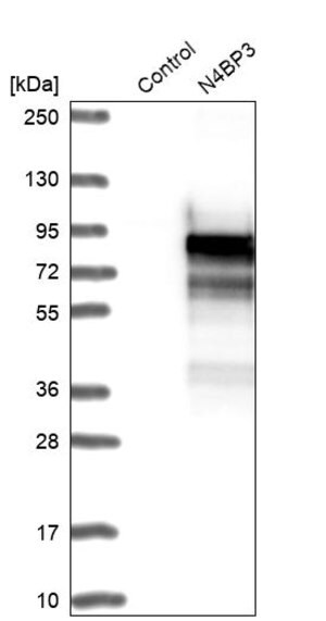 Merck Anti-N4BP3 antibody produced in rabbit