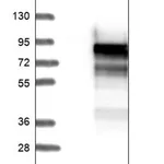 Merck Anti-N4BP3 antibody produced in rabbit