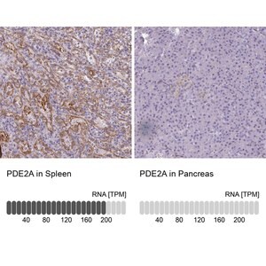 Merck Anti-PDE2A antibody produced in rabbit