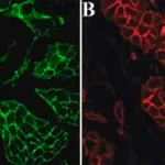 Merck Anti-Laminin antibody, Mouse monoclonal