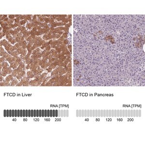 Merck Anti-FTCD antibody produced in rabbit