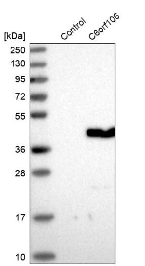 Merck Anti-C6orf106 antibody produced in rabbit