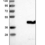 Merck Anti-C6orf106 antibody produced in rabbit