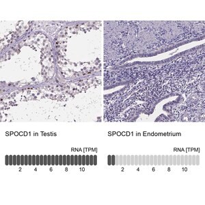 Merck Anti-SPOCD1 antibody produced in rabbit