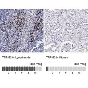 Merck Anti-TRPM2 antibody produced in rabbit