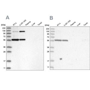 Merck Anti-PLRG1 antibody produced in rabbit