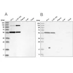 Merck Anti-PLRG1 antibody produced in rabbit