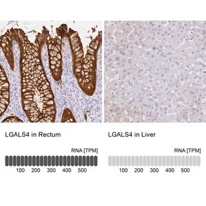 Merck Anti-LGALS4 antibody produced in rabbit
