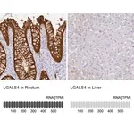 Merck Anti-LGALS4 antibody produced in rabbit