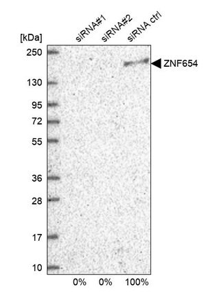 Merck Anti-ZNF654 antibody produced in rabbit