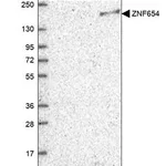 Merck Anti-ZNF654 antibody produced in rabbit