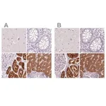 Merck Anti-FTCD antibody produced in rabbit
