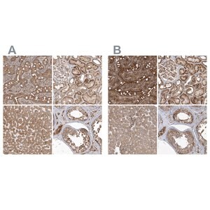 Merck Anti-TRAIP antibody produced in rabbit