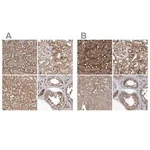 Merck Anti-TRAIP antibody produced in rabbit