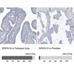 Merck Anti-SPATA18 antibody produced in rabbit