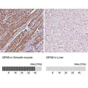 Merck Anti-GPX8 antibody produced in rabbit