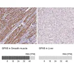 Merck Anti-GPX8 antibody produced in rabbit