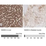 Merck Anti-NADK2 antibody produced in rabbit