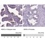 Merck Anti-NEK5 antibody produced in rabbit