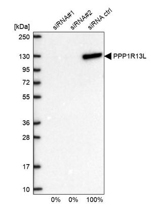 Merck Anti-PPP1R13L antibody produced in rabbit