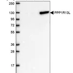 Merck Anti-PPP1R13L antibody produced in rabbit