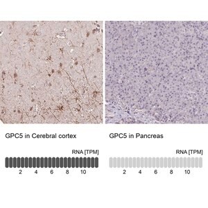Merck Anti-GPC5 antibody produced in rabbit