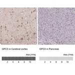 Merck Anti-GPC5 antibody produced in rabbit