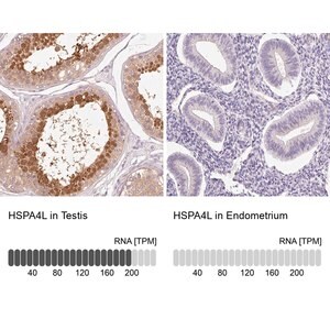 Merck Anti-HSPA4L antibody produced in rabbit