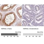 Merck Anti-HSPA4L antibody produced in rabbit