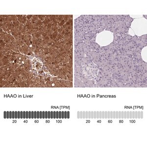 Merck Anti-HAAO antibody produced in rabbit