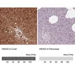 Merck Anti-HAAO antibody produced in rabbit