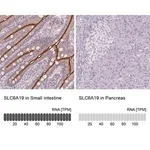 Merck Anti-SLC6A19 antibody produced in rabbit