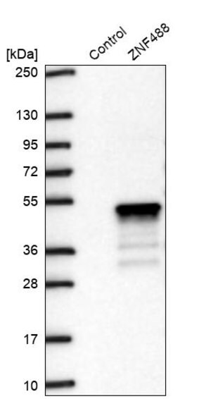 Merck Anti-ZNF488 antibody produced in rabbit
