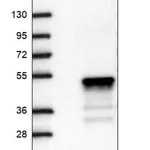 Merck Anti-ZNF488 antibody produced in rabbit