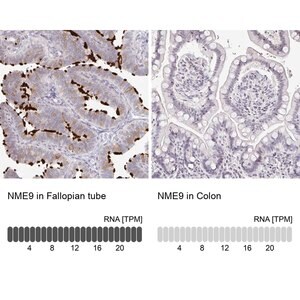 Merck Anti-NME9 antibody produced in rabbit