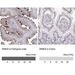 Merck Anti-NME9 antibody produced in rabbit