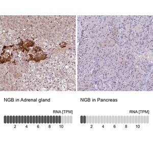 Merck Anti-NGB antibody produced in rabbit