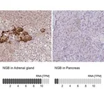 Merck Anti-NGB antibody produced in rabbit