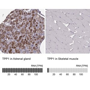 Merck Anti-TPP1 antibody produced in rabbit