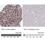 Merck Anti-TPP1 antibody produced in rabbit