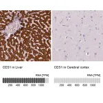 Merck Anti-CES1 antibody produced in rabbit