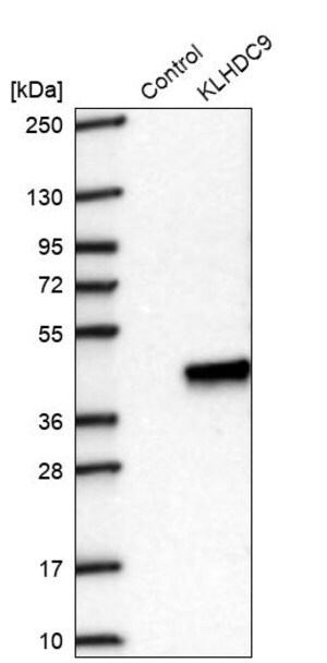 Merck Anti-KLHDC9 antibody produced in rabbit