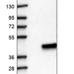 Merck Anti-KLHDC9 antibody produced in rabbit