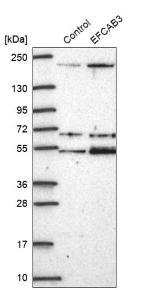 Merck Anti-EFCAB3 antibody produced in rabbit