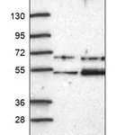 Merck Anti-EFCAB3 antibody produced in rabbit